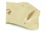 Fossil Mimosite Leaf with Beetle - Green River Formation #360312-1